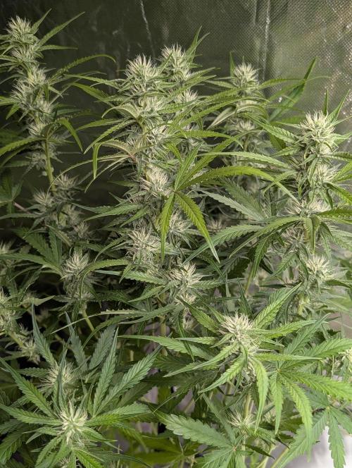 Frosted Guava Auto x3. Week 7