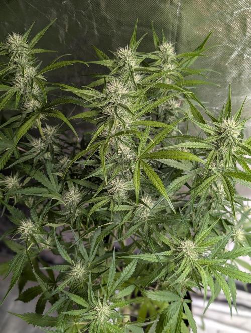 Frosted Guava Auto x3. Week 7