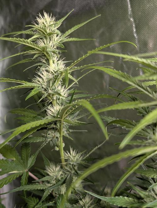 Frosted Guava Auto x3. Week 7