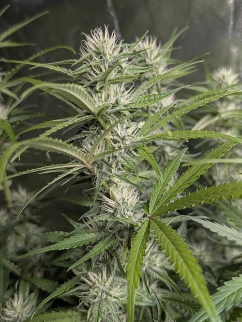 Frosted Guava Auto x3. Week 7