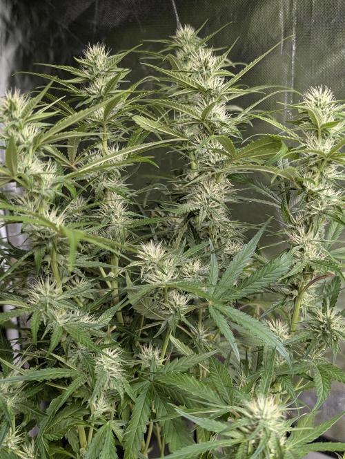 Frosted Guava Auto x3. Week 7
