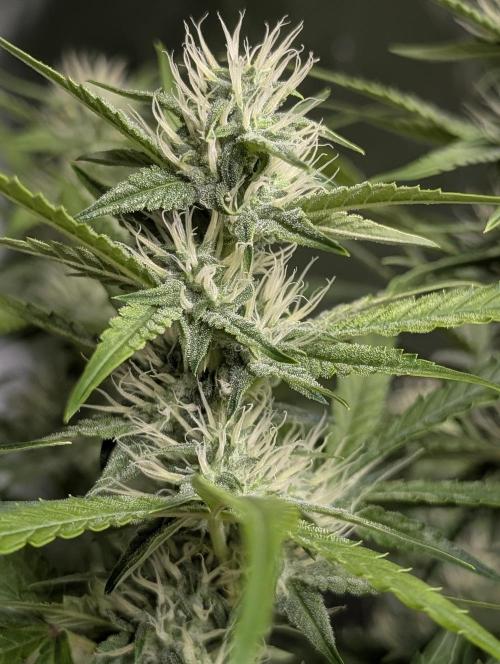 Frosted Guava Auto x3. Week 7