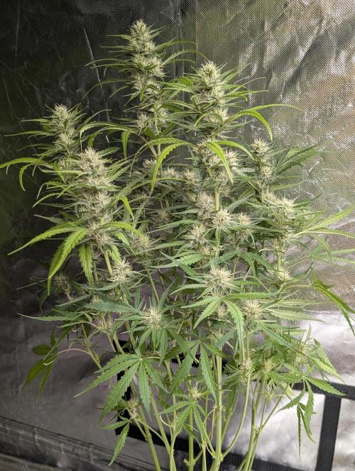 Frosted Guava Auto x3. Week 7 - 2