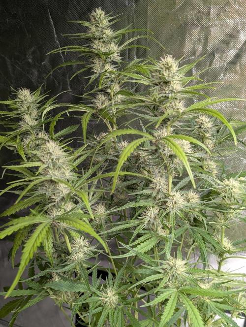 Frosted Guava Auto x3. Week 7