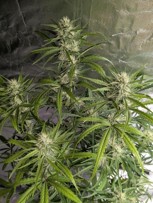 Frosted Guava Auto x3. Week 7