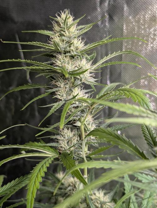 Frosted Guava Auto x3. Week 7
