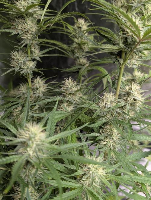 Frosted Guava Auto x3. Week 7