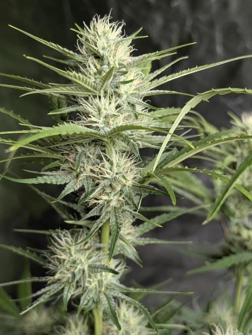 Frosted Guava Auto x3. Week 7