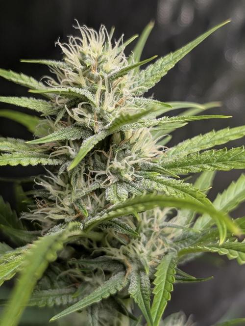 Frosted Guava Auto x3. Week 7