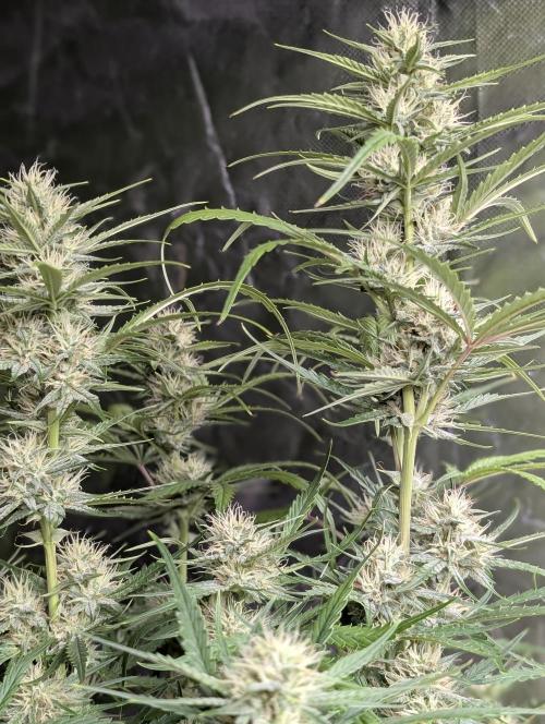 Frosted Guava Auto x3. Week 7