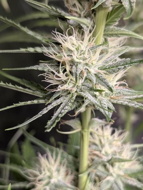 Frosted Guava Auto x3. Week 7