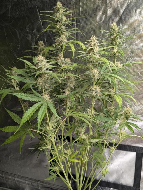 Frosted Guava Auto x3. Week 7 - 3
