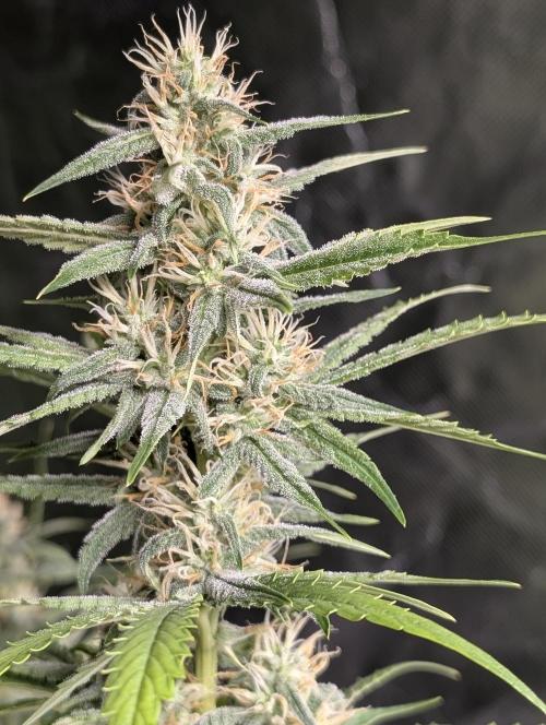 Frosted Guava Auto x3. Week 7