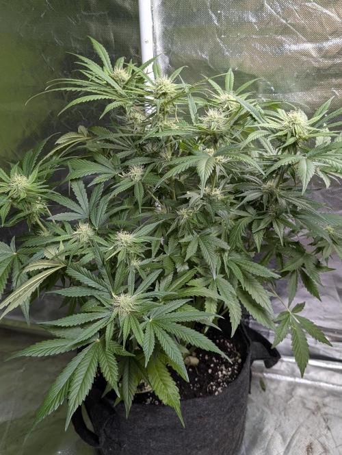 Guava X Gelato 41. Week 7 - 1