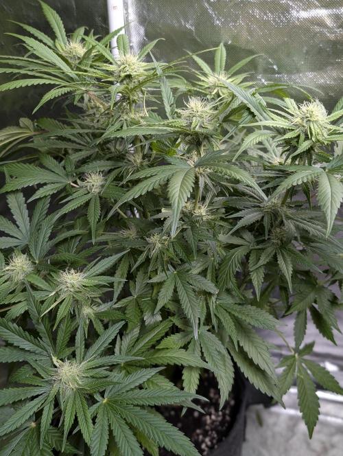 Guava X Gelato 41. Week 7