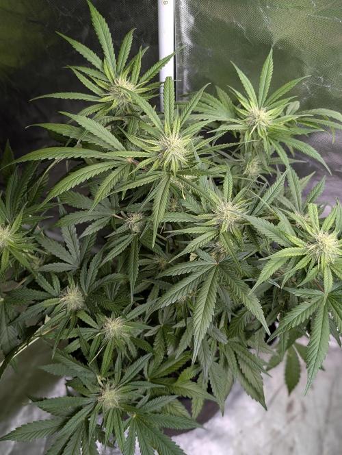 Guava X Gelato 41. Week 7