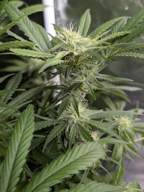 Guava X Gelato 41. Week 7