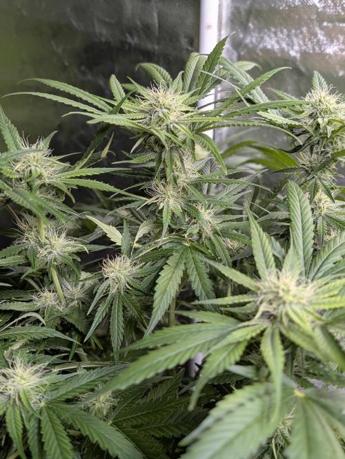 Guava X Gelato 41. Week 7