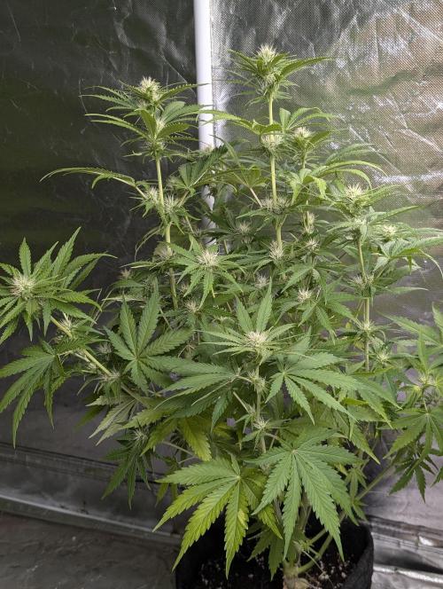 Guava X Gelato 41. Week 7 - 2