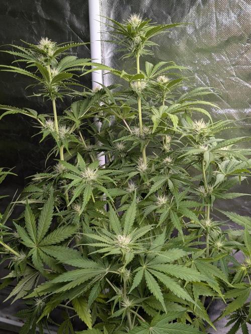 Guava X Gelato 41. Week 7