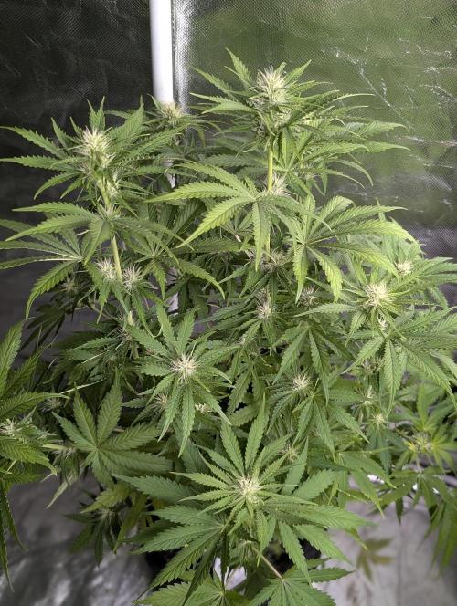 Guava X Gelato 41. Week 7