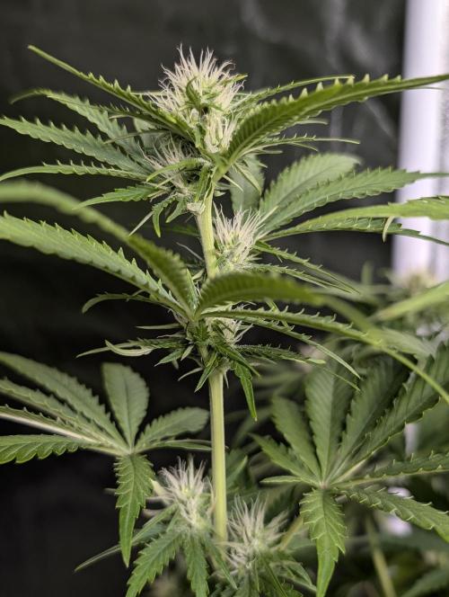 Guava X Gelato 41. Week 7
