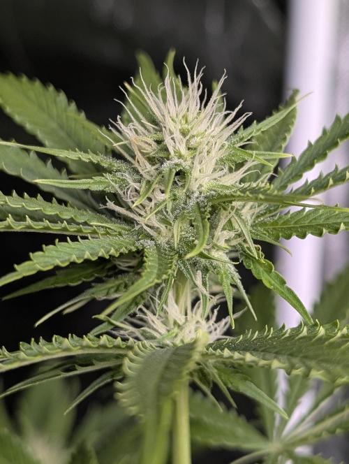 Guava X Gelato 41. Week 7