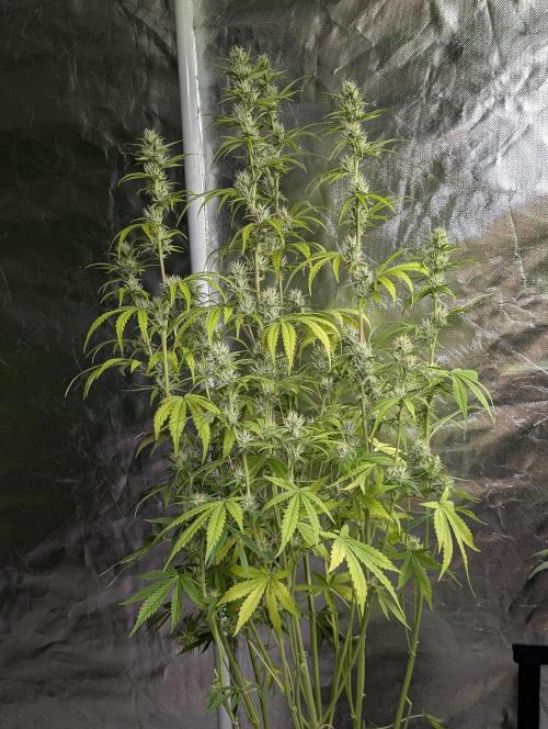 Guava X Gelato 41. Week 7 - 3