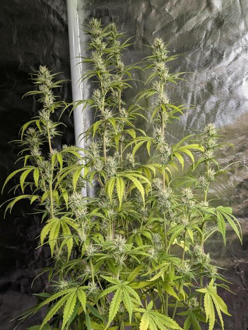 Guava X Gelato 41. Week 7