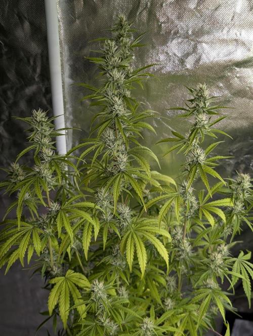 Guava X Gelato 41. Week 7