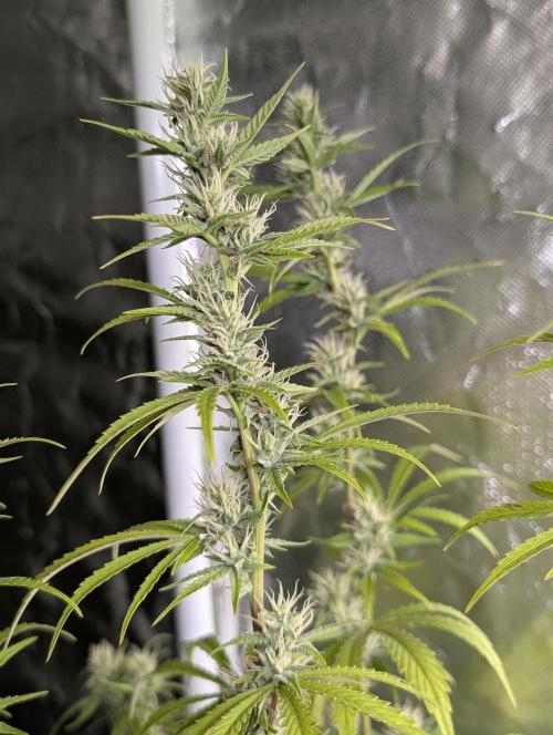 Guava X Gelato 41. Week 7
