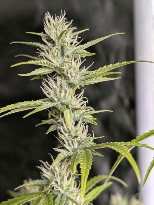 Guava X Gelato 41. Week 7