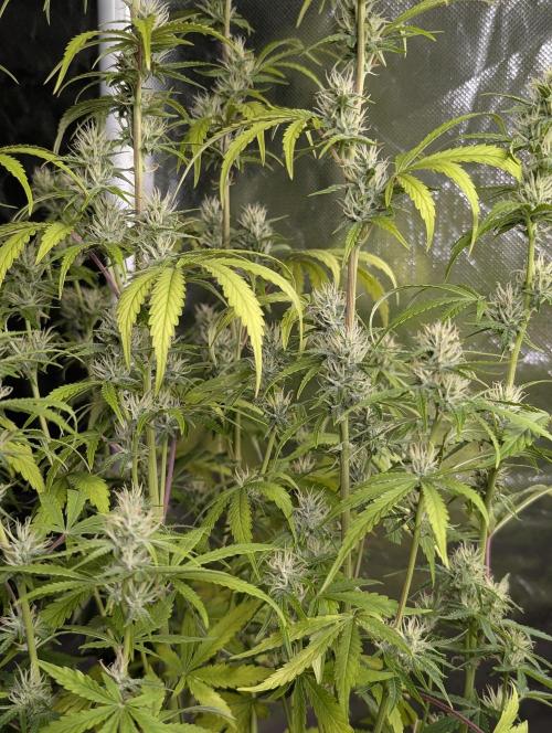 Guava X Gelato 41. Week 7