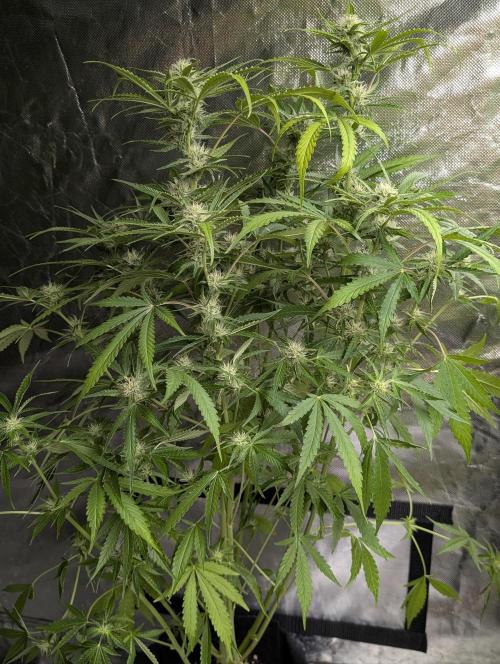 Guava X Gelato 41. Week 7