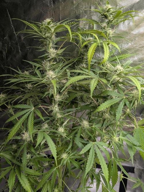 Guava X Gelato 41. Week 7