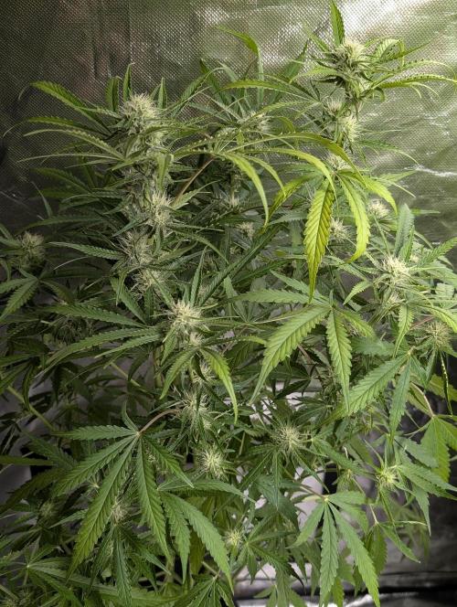Guava X Gelato 41. Week 7