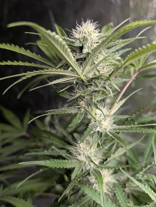 Guava X Gelato 41. Week 7