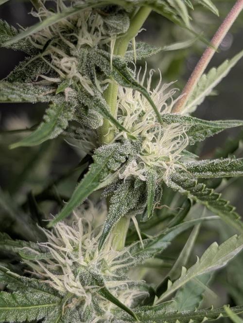 Guava X Gelato 41. Week 7