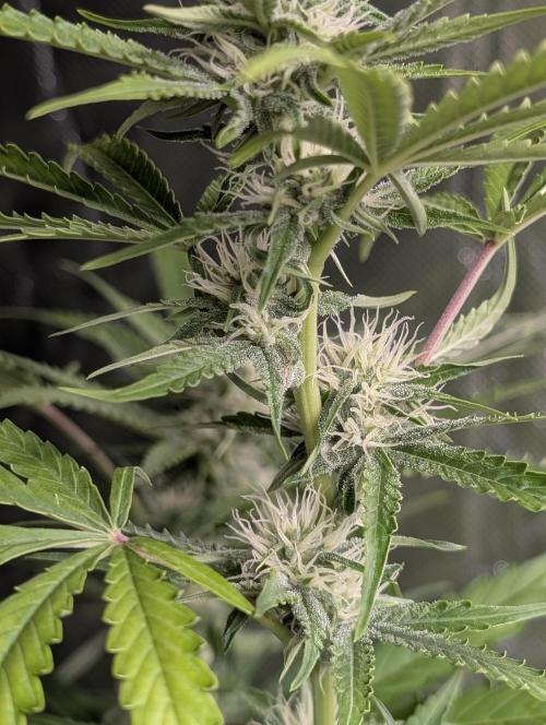 Guava X Gelato #41 Auto. Week 7