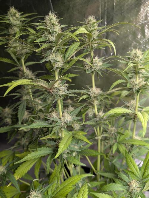 Guava X Gelato 41 x3. Week 7