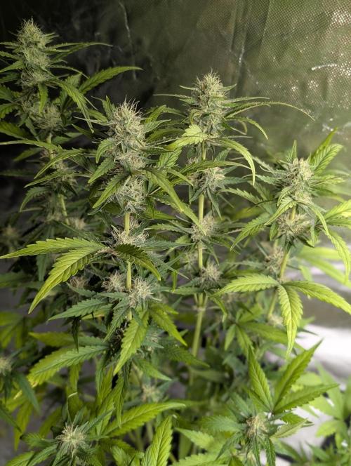 Guava X Gelato 41 x3. Week 7