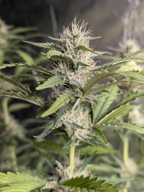 Guava X Gelato 41 x3. Week 7