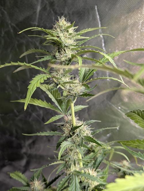 Guava X Gelato 41 x3. Week 7