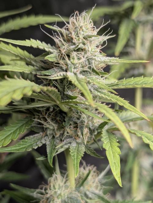 Guava X Gelato 41 x3. Week 7