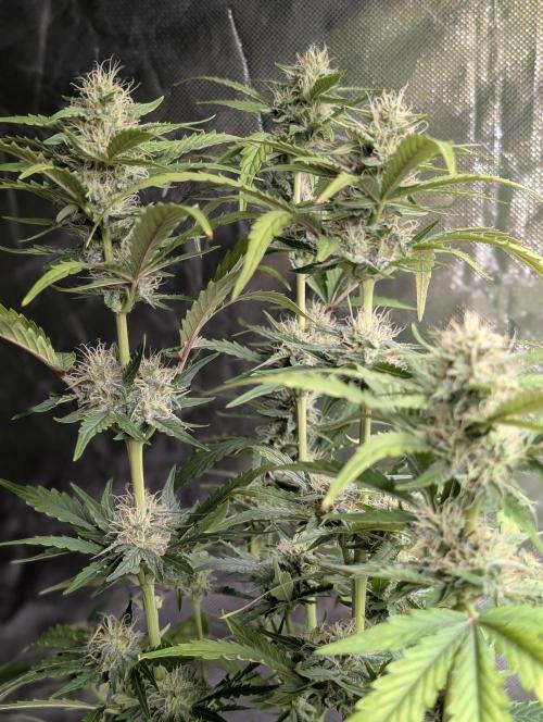 Guava X Gelato 41 x3. Week 7