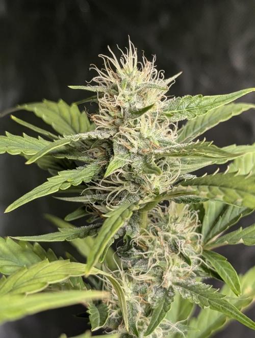 Guava X Gelato 41 x3. Week 7