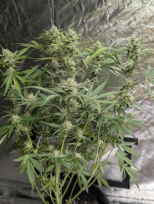 Guava X Gelato 41 x3. Week 7 - 2
