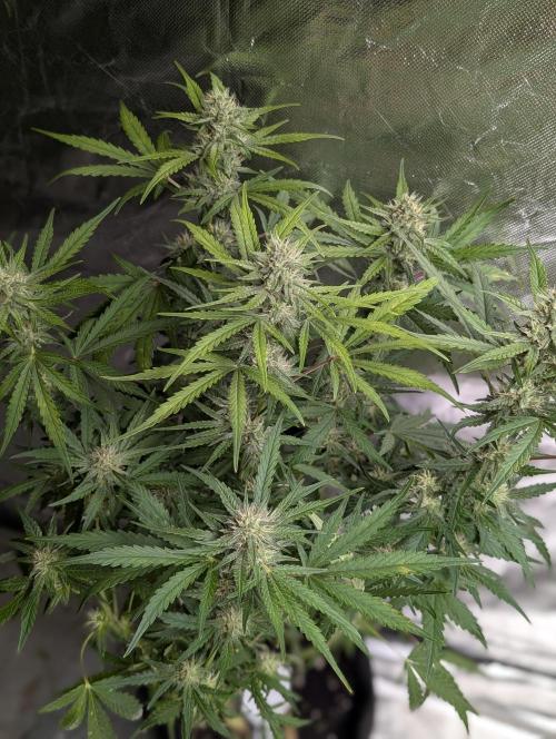 Guava X Gelato 41 x3. Week 7