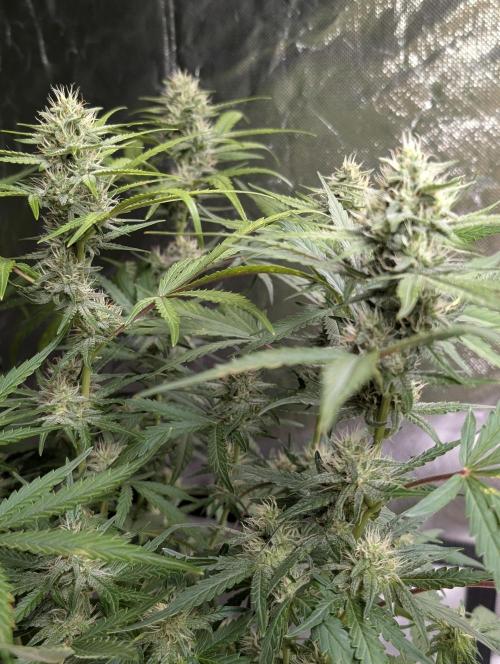 Guava X Gelato 41 x3. Week 7