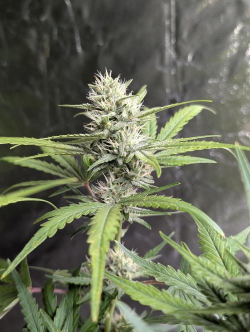 Guava X Gelato 41 x3. Week 7